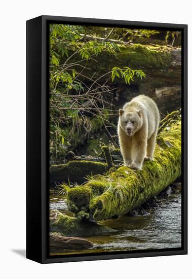 Canada, British Columbia, Inside Passage. White Spirit Bear Hunts for Fish on Riordan Creek-Jaynes Gallery-Framed Premier Image Canvas