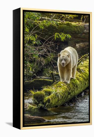 Canada, British Columbia, Inside Passage. White Spirit Bear Hunts for Fish on Riordan Creek-Jaynes Gallery-Framed Premier Image Canvas