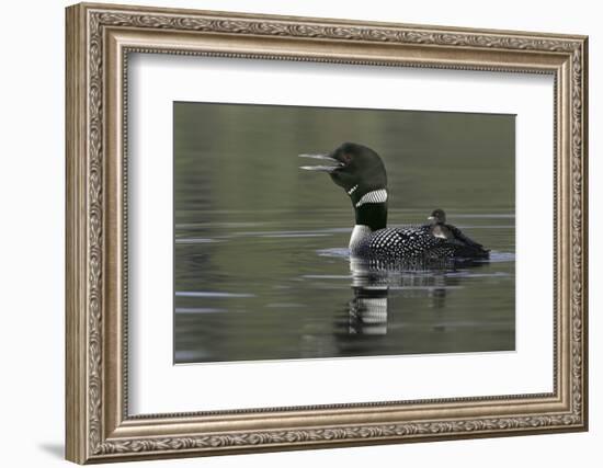 Canada, British Columbia, Kamloops. Common loon calling with chick riding on back in water-Jaynes Gallery-Framed Photographic Print