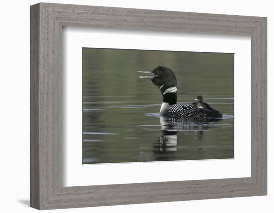 Canada, British Columbia, Kamloops. Common loon calling with chick riding on back in water-Jaynes Gallery-Framed Photographic Print