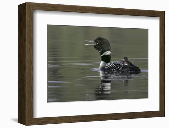 Canada, British Columbia, Kamloops. Common loon calling with chick riding on back in water-Jaynes Gallery-Framed Photographic Print