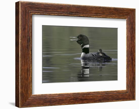 Canada, British Columbia, Kamloops. Common loon calling with chick riding on back in water-Jaynes Gallery-Framed Photographic Print