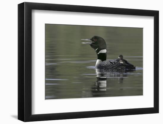 Canada, British Columbia, Kamloops. Common loon calling with chick riding on back in water-Jaynes Gallery-Framed Photographic Print