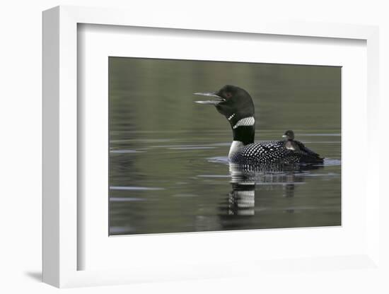 Canada, British Columbia, Kamloops. Common loon calling with chick riding on back in water-Jaynes Gallery-Framed Photographic Print