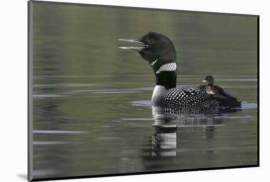 Canada, British Columbia, Kamloops. Common loon calling with chick riding on back in water-Jaynes Gallery-Mounted Photographic Print