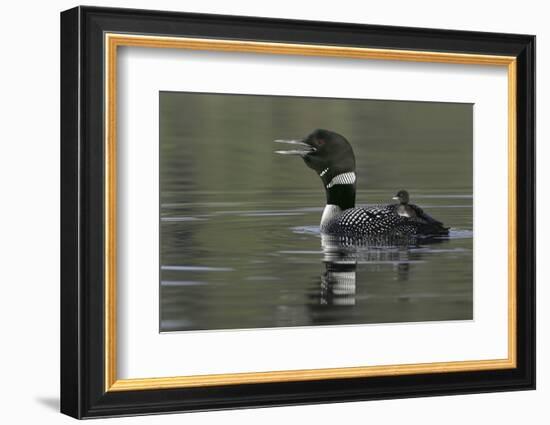 Canada, British Columbia, Kamloops. Common loon calling with chick riding on back in water-Jaynes Gallery-Framed Photographic Print