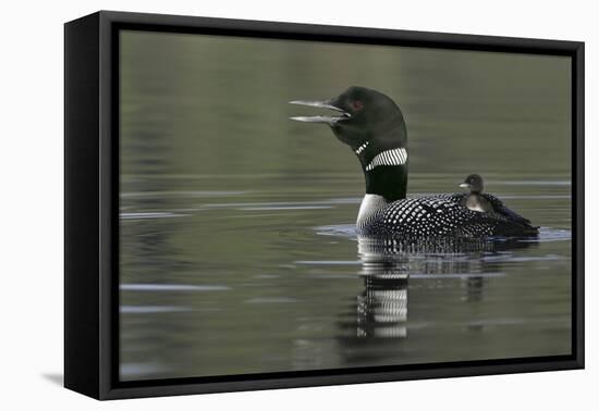 Canada, British Columbia, Kamloops. Common loon calling with chick riding on back in water-Jaynes Gallery-Framed Premier Image Canvas