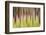 Canada, British Columbia. Motion Blur of Grass and Trees-Don Paulson-Framed Photographic Print