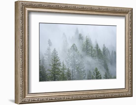 Canada, British Columbia, Nancy Green Provincial Park. Mountain forest in fog and rain.-Jaynes Gallery-Framed Photographic Print