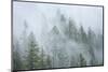 Canada, British Columbia, Nancy Green Provincial Park. Mountain forest in fog and rain.-Jaynes Gallery-Mounted Photographic Print