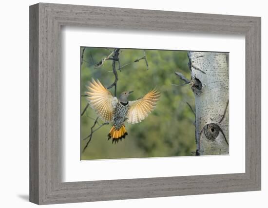 Canada, British Columbia. Northern Flicker flies to nest hole in aspen tree.-Gary Luhm-Framed Photographic Print