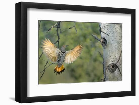 Canada, British Columbia. Northern Flicker flies to nest hole in aspen tree.-Gary Luhm-Framed Photographic Print