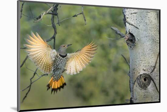 Canada, British Columbia. Northern Flicker flies to nest hole in aspen tree.-Gary Luhm-Mounted Photographic Print