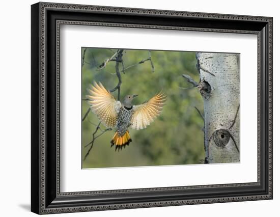 Canada, British Columbia. Northern Flicker flies to nest hole in aspen tree.-Gary Luhm-Framed Photographic Print