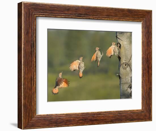 Canada, British Columbia. Northern Flicker flies to nest hole.-Gary Luhm-Framed Photographic Print