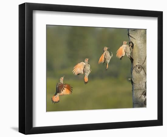 Canada, British Columbia. Northern Flicker flies to nest hole.-Gary Luhm-Framed Photographic Print
