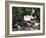 Canada, British Columbia, Prince Rupert, Waterfall-Mike Grandmaison-Framed Photographic Print