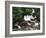 Canada, British Columbia, Prince Rupert, Waterfall-Mike Grandmaison-Framed Photographic Print