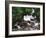 Canada, British Columbia, Prince Rupert, Waterfall-Mike Grandmaison-Framed Photographic Print