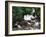 Canada, British Columbia, Prince Rupert, Waterfall-Mike Grandmaison-Framed Photographic Print