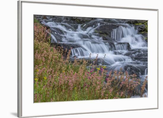 Canada, British Columbia, Selkirk Mountains. Leatherleaf saxifrage flowers and cascading stream.-Jaynes Gallery-Framed Photographic Print