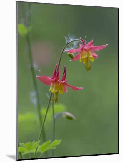 Canada, British Columbia. Sitka columbine flower.-Jaynes Gallery-Mounted Photographic Print