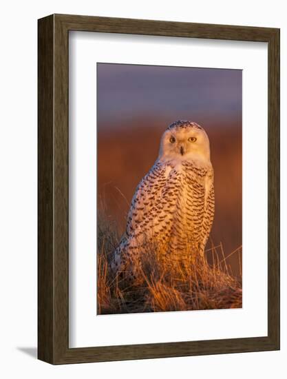 Canada, British Columbia, Snowy Owl Waiting for Prey-Terry Eggers-Framed Photographic Print