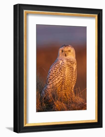 Canada, British Columbia, Snowy Owl Waiting for Prey-Terry Eggers-Framed Photographic Print