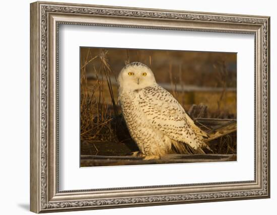 Canada, British Columbia, Snowy Owl Waiting for Prey-Terry Eggers-Framed Photographic Print