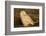 Canada, British Columbia, Snowy Owl Waiting for Prey-Terry Eggers-Framed Photographic Print