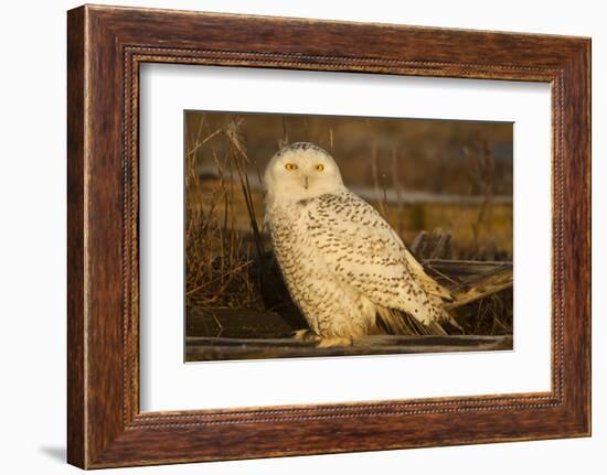 Canada, British Columbia, Snowy Owl Waiting for Prey-Terry Eggers-Framed Photographic Print