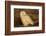 Canada, British Columbia, Snowy Owl Waiting for Prey-Terry Eggers-Framed Photographic Print