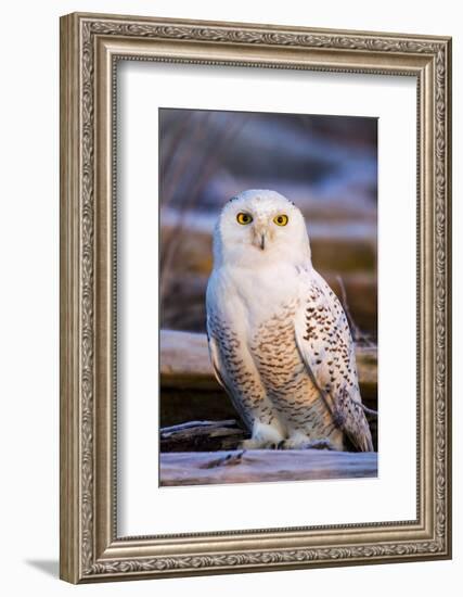 Canada, British Columbia, Snowy Owl Waiting for Prey-Terry Eggers-Framed Photographic Print