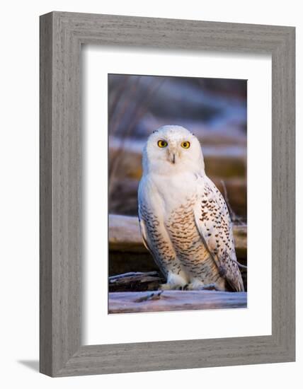 Canada, British Columbia, Snowy Owl Waiting for Prey-Terry Eggers-Framed Photographic Print