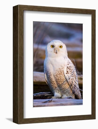 Canada, British Columbia, Snowy Owl Waiting for Prey-Terry Eggers-Framed Photographic Print