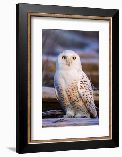 Canada, British Columbia, Snowy Owl Waiting for Prey-Terry Eggers-Framed Photographic Print