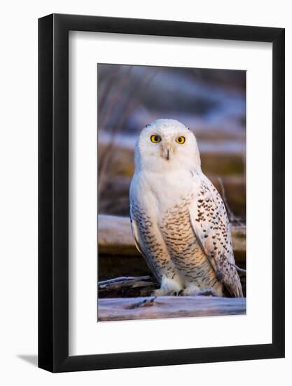 Canada, British Columbia, Snowy Owl Waiting for Prey-Terry Eggers-Framed Photographic Print