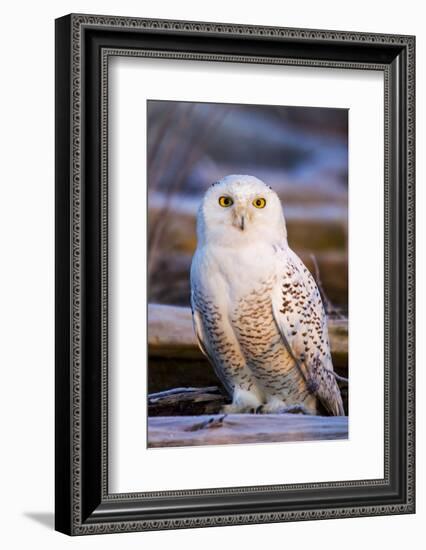 Canada, British Columbia, Snowy Owl Waiting for Prey-Terry Eggers-Framed Photographic Print