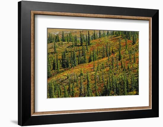 Canada, British Columbia, Stone Mountain Provincial Park. Autumn colors in tundra.-Jaynes Gallery-Framed Photographic Print