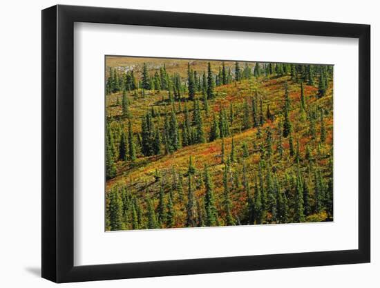 Canada, British Columbia, Stone Mountain Provincial Park. Autumn colors in tundra.-Jaynes Gallery-Framed Photographic Print