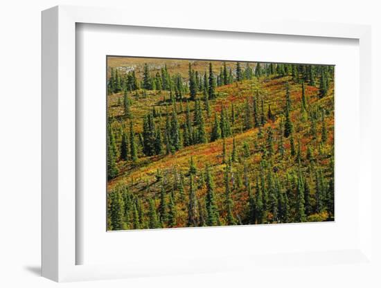 Canada, British Columbia, Stone Mountain Provincial Park. Autumn colors in tundra.-Jaynes Gallery-Framed Photographic Print