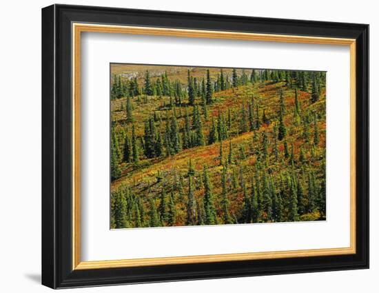 Canada, British Columbia, Stone Mountain Provincial Park. Autumn colors in tundra.-Jaynes Gallery-Framed Photographic Print