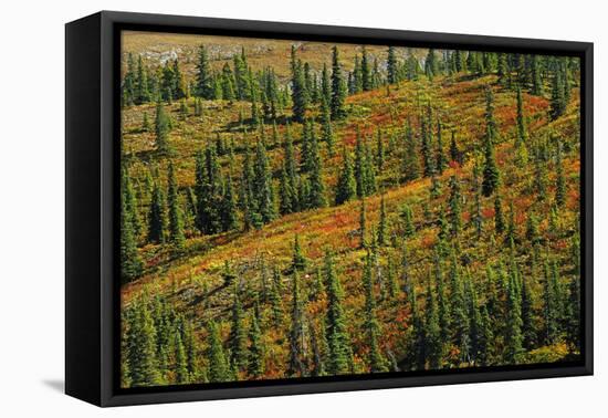 Canada, British Columbia, Stone Mountain Provincial Park. Autumn colors in tundra.-Jaynes Gallery-Framed Premier Image Canvas