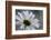 Canada, British Columbia, Vancouver Island. Daisy-Kevin Oke-Framed Photographic Print