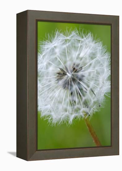 Canada, British Columbia, Vancouver Island. Dandelion-Kevin Oke-Framed Premier Image Canvas