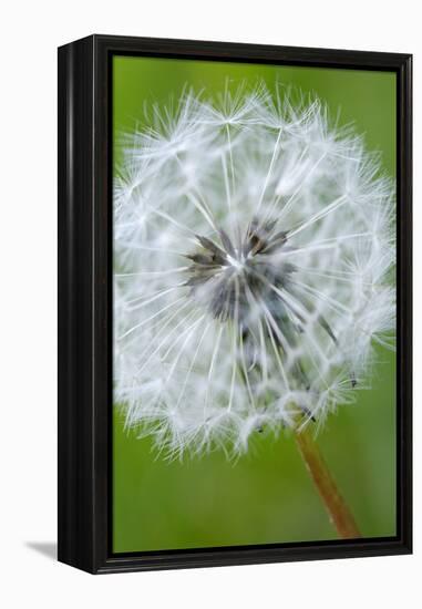 Canada, British Columbia, Vancouver Island. Dandelion-Kevin Oke-Framed Premier Image Canvas