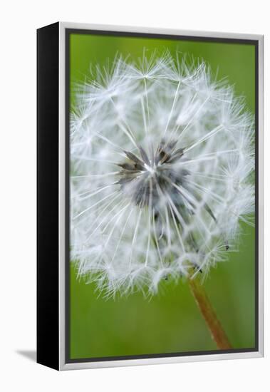 Canada, British Columbia, Vancouver Island. Dandelion-Kevin Oke-Framed Premier Image Canvas