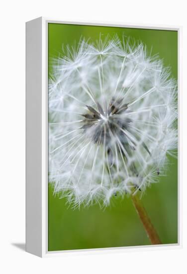 Canada, British Columbia, Vancouver Island. Dandelion-Kevin Oke-Framed Premier Image Canvas