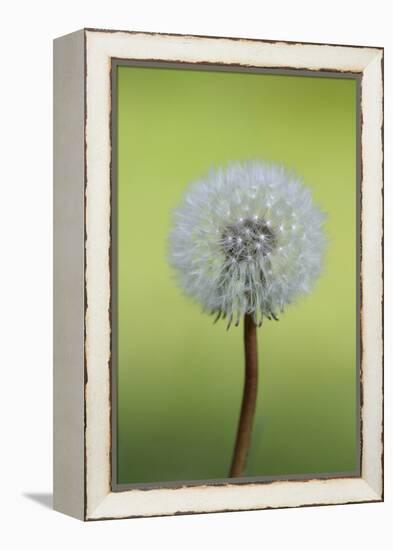 Canada, British Columbia, Vancouver Island. Dandelion-Kevin Oke-Framed Premier Image Canvas