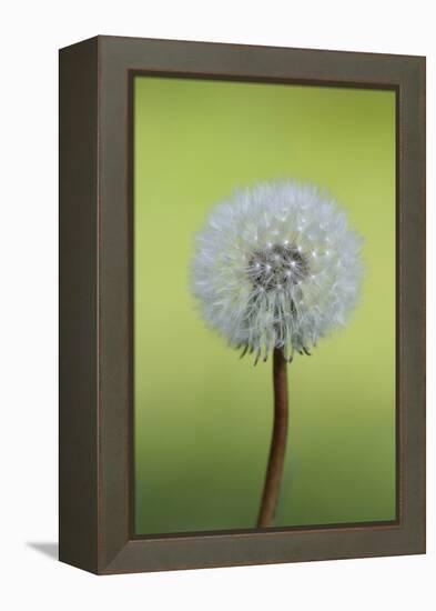 Canada, British Columbia, Vancouver Island. Dandelion-Kevin Oke-Framed Premier Image Canvas